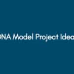 DNA Model Project Ideas