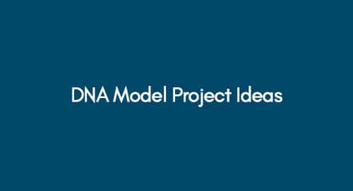 DNA Model Project Ideas